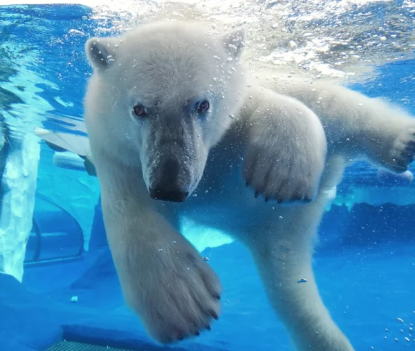 Point defiance polar bears