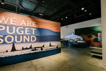 The opening of the We are Puget sound exhibit features orca fins peeking out of the water in the Puget Sound.
