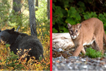cougar black bear warning