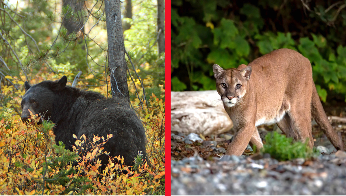 cougar black bear warning