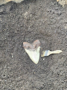A fossil uncovered at the Sammamish Montessori Dino Dig