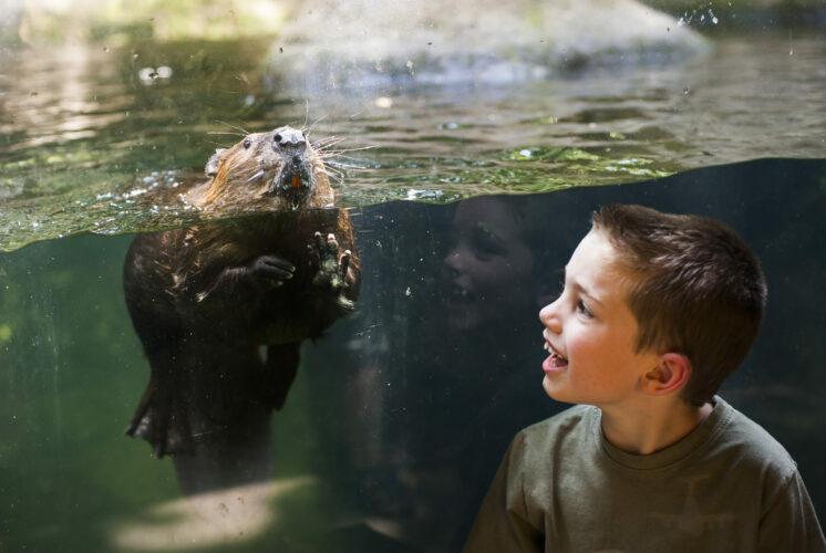 kids n critters northwest trek