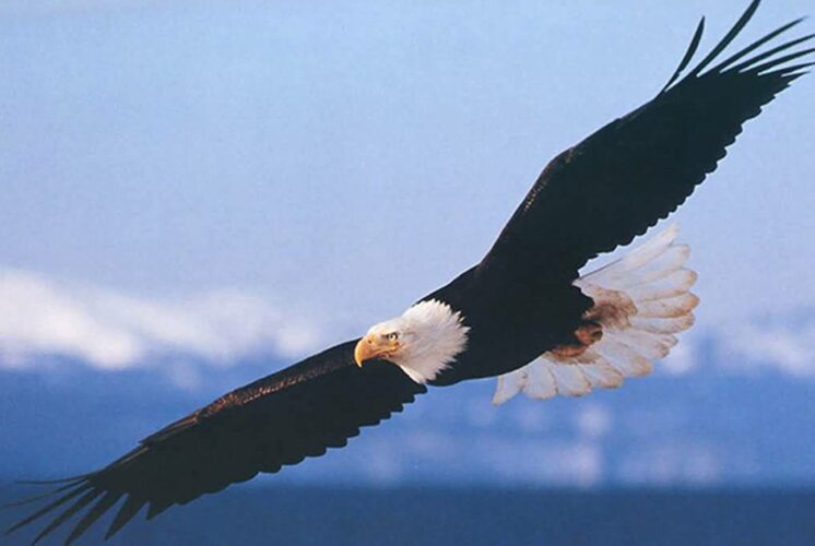 Arlington-Stillaguamish Eagle Festival