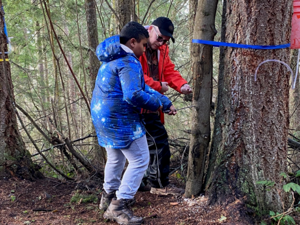 A child drilling into a dead piece of maple and placing a tap.