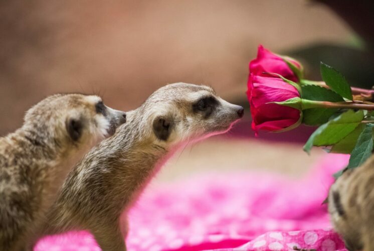 pdza love at the zoo