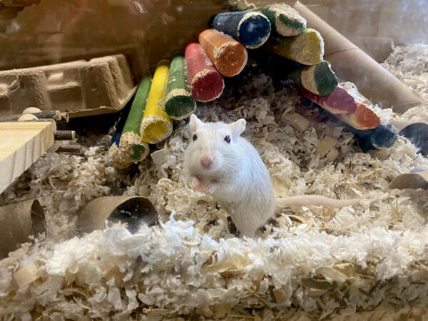 Sammamish Montessori Classroom Pet