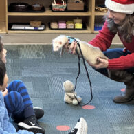 Teacher holding a ferret for students to see at Sammamish Montessori School