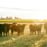 A herd of Derting beef cattle in a field at sunset
