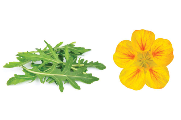 Stock photos of arugula and Nasturtiums next to each other.