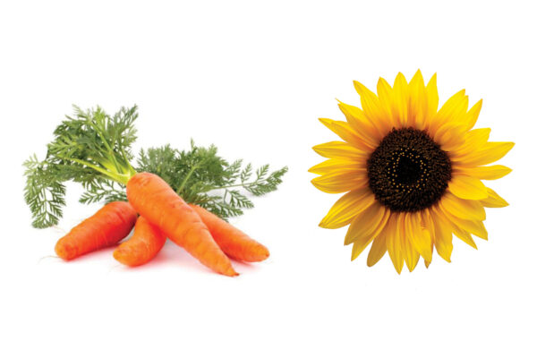 Stock photo of carrots and zinnias