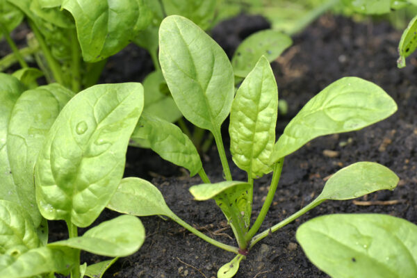 Delicious and healthy organic baby spinach growing in the garden.