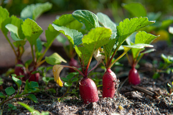 radishes growing, popping out of the ground