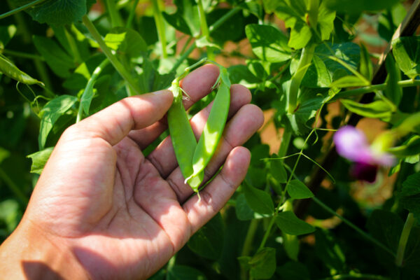 Hand holding pea plant on tree are ready to harvest by Indonesia local farmer in the fields. Agriculture, vegetable, and organic farm concept background.