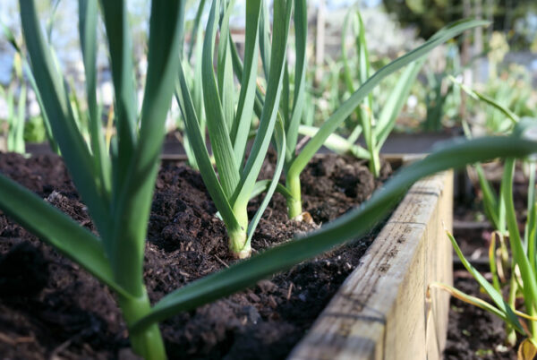 Group of large leek plants in raised garden bed. Known as scallion, green onion or Allium porrum. Selective focus on one leek in the middle.