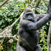 Gorilla pregnant at WPZ
