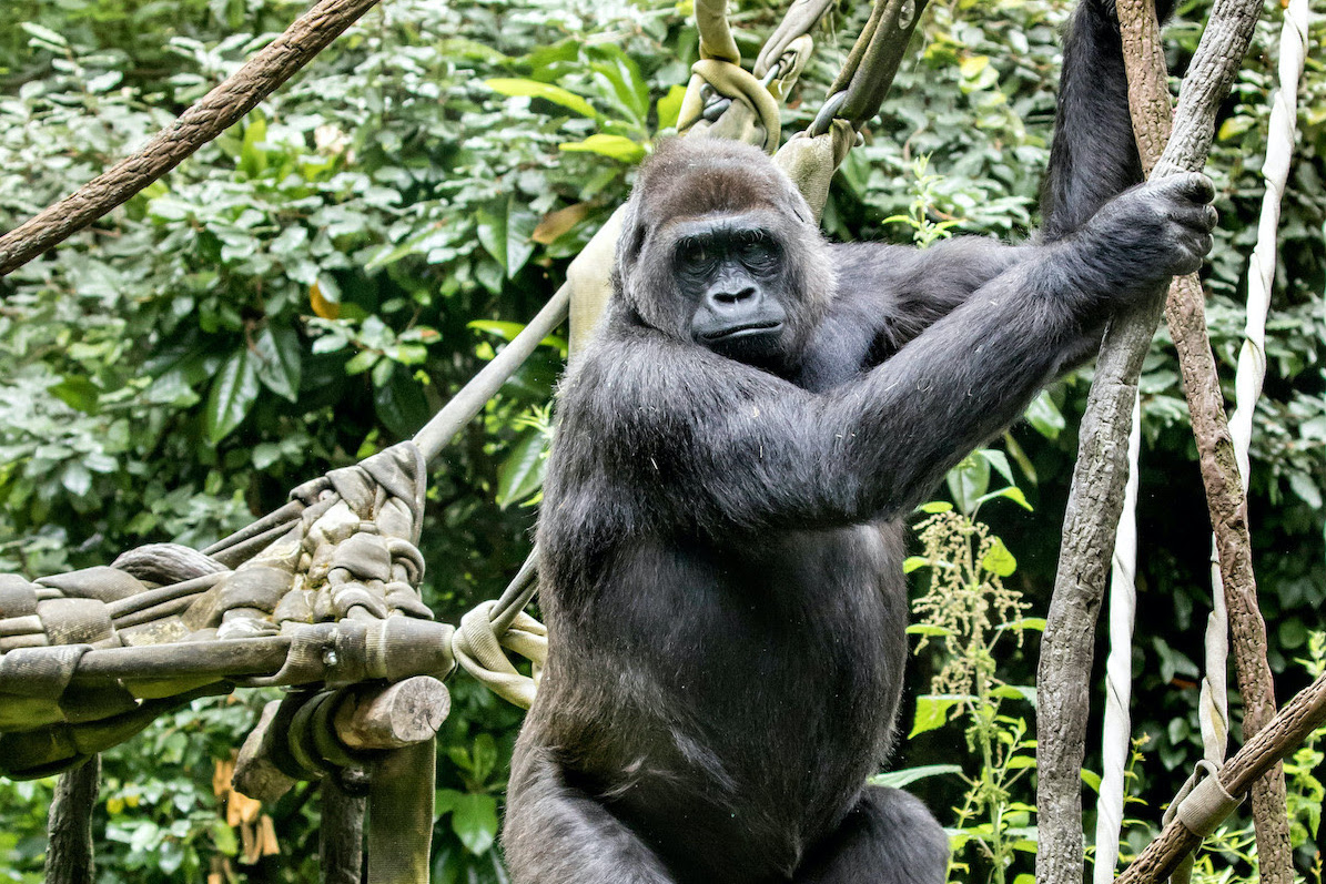 Gorilla pregnant at WPZ