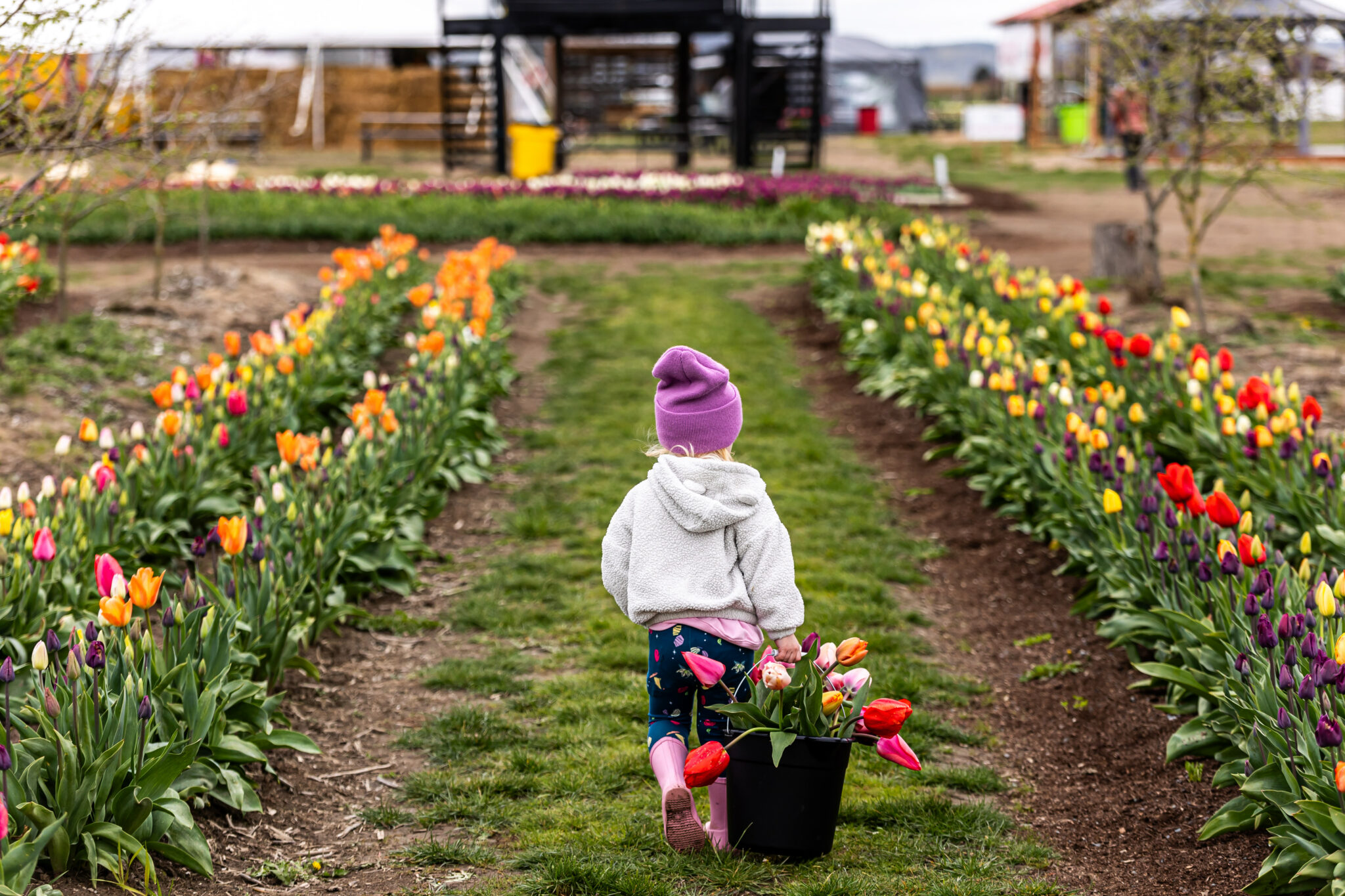 Tulip Valley Farms U-Pick Flowers. (Image courtesy Dani Winters)