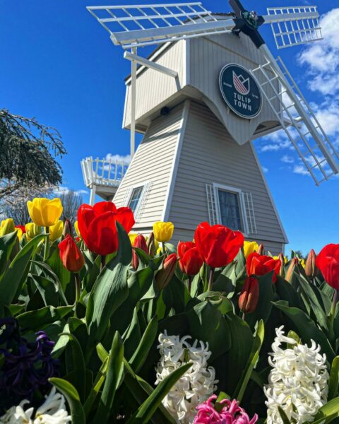 Head over and visit Tulip Town. (Image courtesy: Tulip Town).