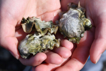 destination oysters hood canal