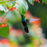 Pollinator Path at PacSci