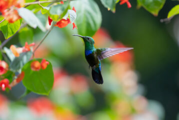 Pollinator Path at PacSci
