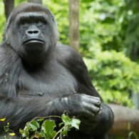 waiting for baby gorilla