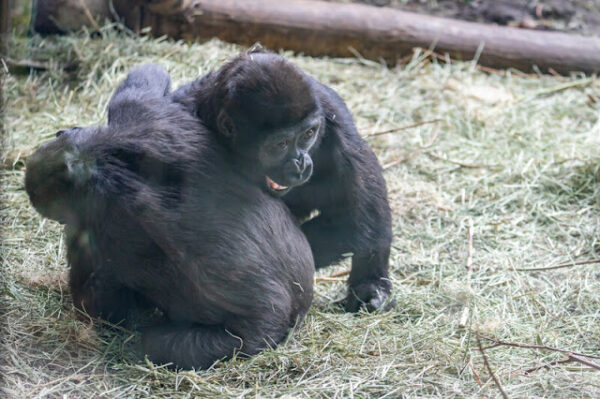 Baby gorilla 