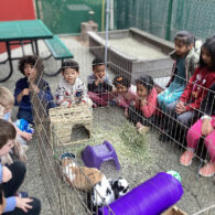 Sammamish Montessori School students circle around a pen containing their classroom pet bunnies