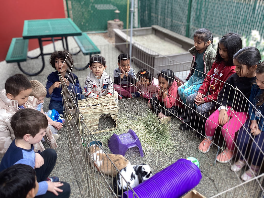 Sammamish Montessori School students circle around a pen containing their classroom pet bunnies