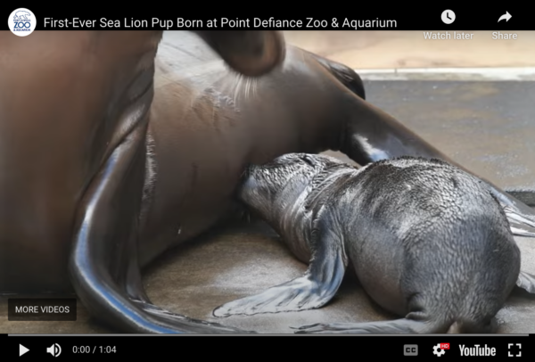 name sea lion pup