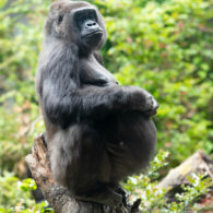 Update zoo baby gorilla