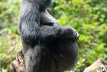 Update zoo baby gorilla