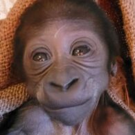 Baby gorilla born
