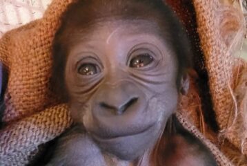 Baby gorilla born