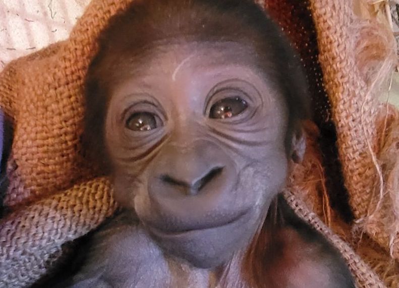 Baby gorilla born