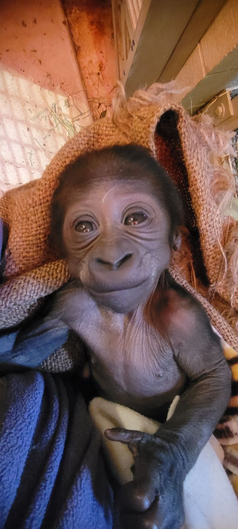 Baby gorilla born