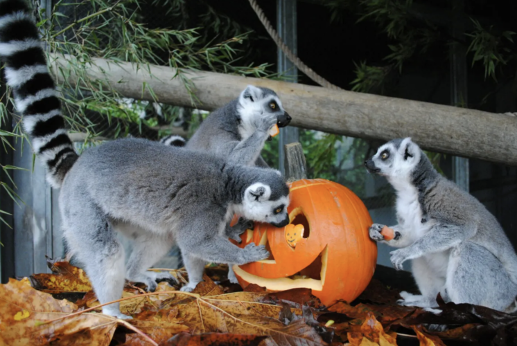 halloween at cougar mountain zoo