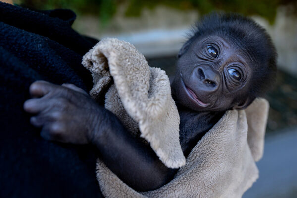 new baby gorilla will move