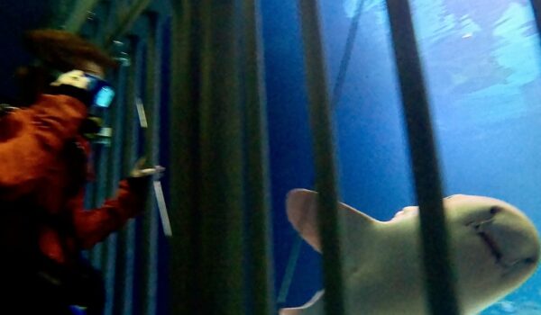 Up close and personal during an eye-to-eye shark dive 