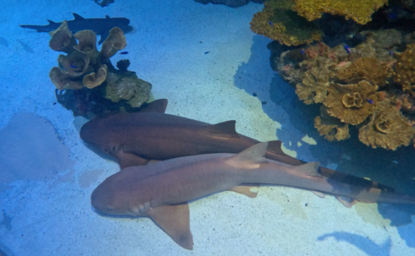 Eye to eye shark dive view of nurse shark