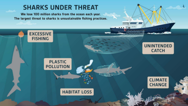 Eye to eye shark dive education