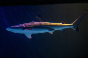 Eye to eye shark dive