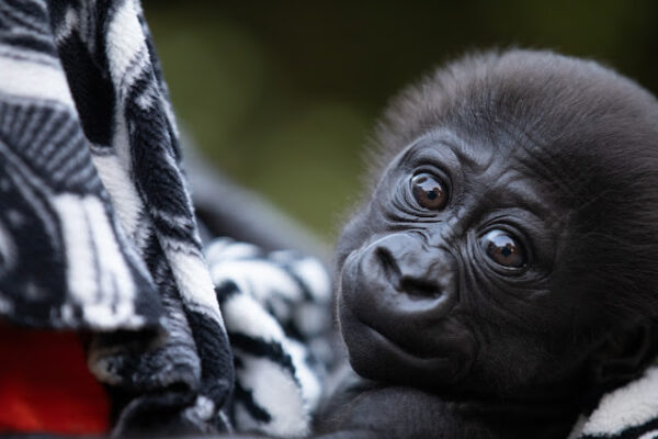 Foster a baby gorilla success