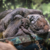 fostering a baby gorilla