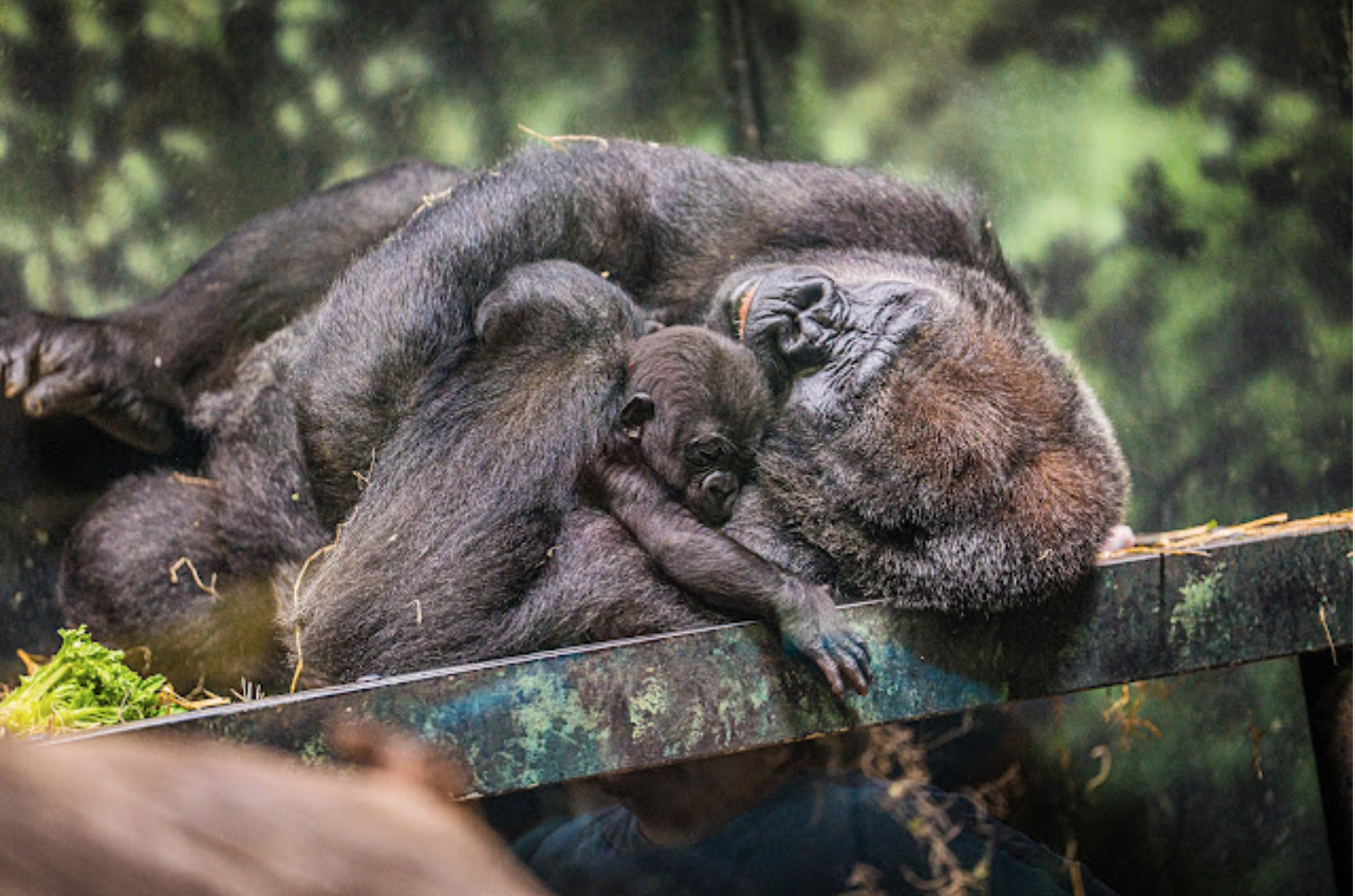fostering a baby gorilla