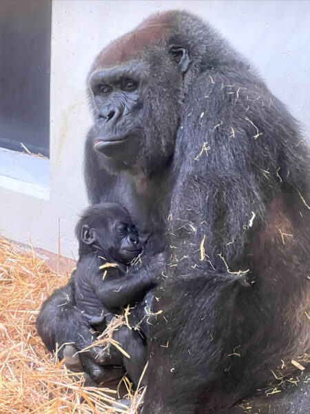 Fostering a baby gorilla Abeo