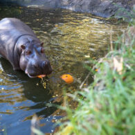 last woodland park zoo hippo