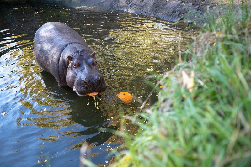last woodland park zoo hippo