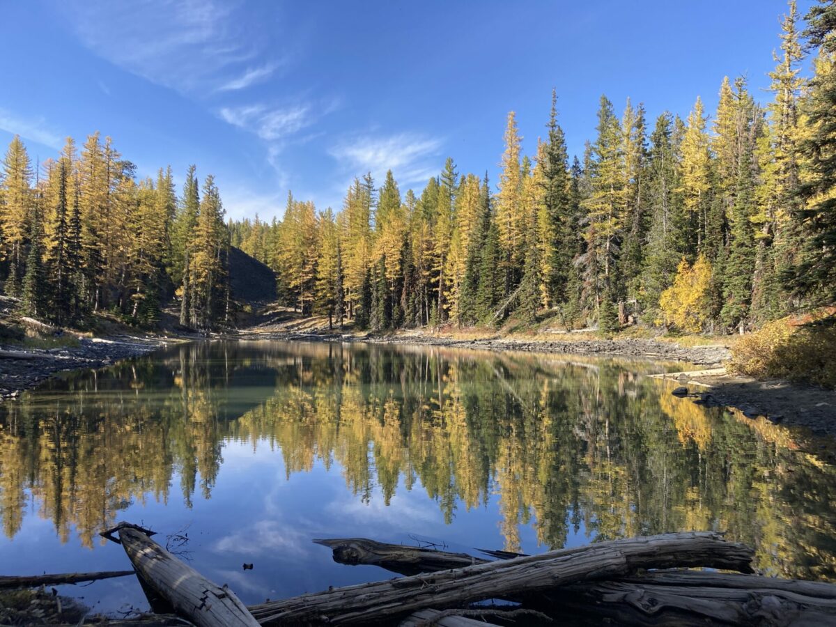 Golden larches reflecting in Clara Lake in Washington’s Wenatchee Mountains.