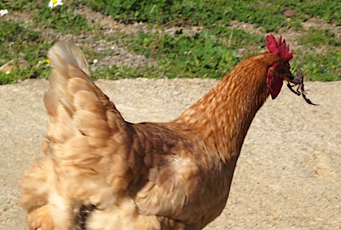 Chicken and scorpion